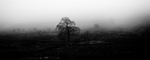 Preview wallpaper tree, fog, bw, nature