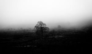 Preview wallpaper tree, fog, bw, nature