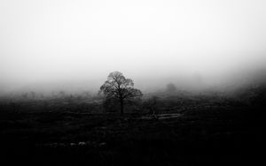 Preview wallpaper tree, fog, bw, nature