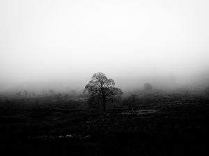 Preview wallpaper tree, fog, bw, nature