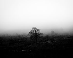 Preview wallpaper tree, fog, bw, nature