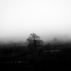 Preview wallpaper tree, fog, bw, nature