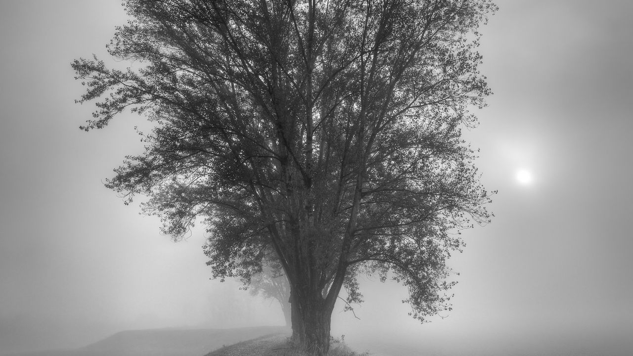 Wallpaper tree, fog, bw