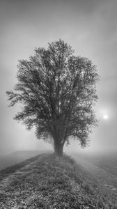 Preview wallpaper tree, fog, bw
