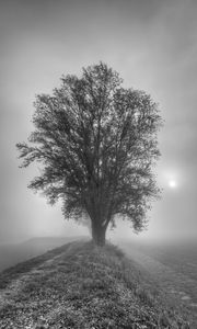 Preview wallpaper tree, fog, bw