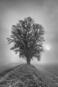 Preview wallpaper tree, fog, bw