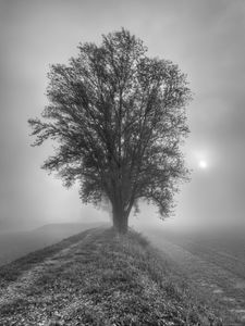 Preview wallpaper tree, fog, bw