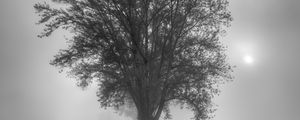 Preview wallpaper tree, fog, bw