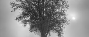 Preview wallpaper tree, fog, bw