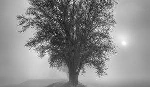Preview wallpaper tree, fog, bw