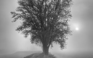 Preview wallpaper tree, fog, bw