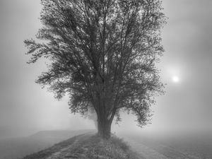 Preview wallpaper tree, fog, bw
