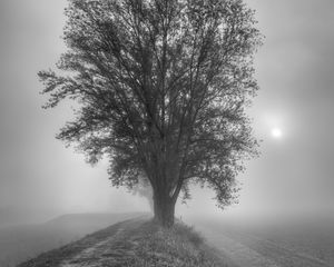 Preview wallpaper tree, fog, bw
