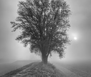 Preview wallpaper tree, fog, bw