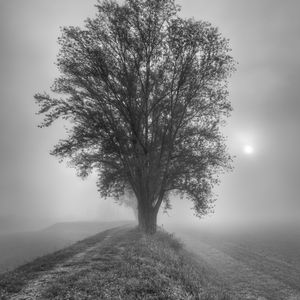 Preview wallpaper tree, fog, bw