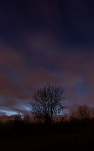 Preview wallpaper tree, fog, clouds, night, starry sky