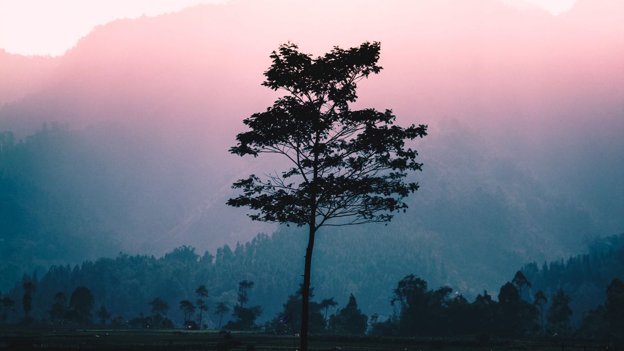 Wallpaper tree, fog, dawn, sunlight, landscape