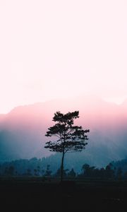 Preview wallpaper tree, fog, dawn, sunlight, landscape