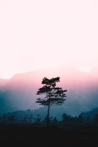 Preview wallpaper tree, fog, dawn, sunlight, landscape
