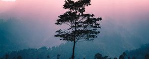 Preview wallpaper tree, fog, dawn, sunlight, landscape
