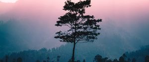 Preview wallpaper tree, fog, dawn, sunlight, landscape