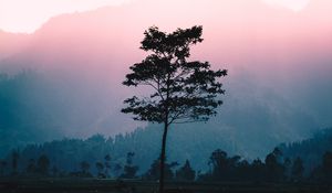 Preview wallpaper tree, fog, dawn, sunlight, landscape