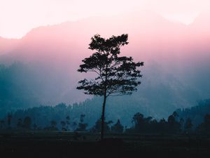 Preview wallpaper tree, fog, dawn, sunlight, landscape