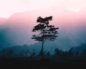 Preview wallpaper tree, fog, dawn, sunlight, landscape