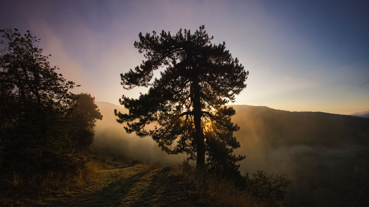 Wallpaper tree, fog, dawn, hills, landscape