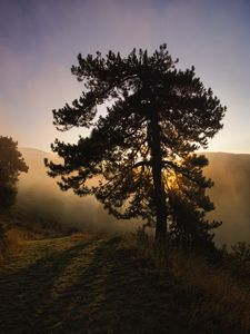 Preview wallpaper tree, fog, dawn, hills, landscape