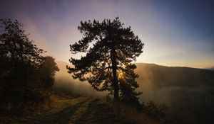 Preview wallpaper tree, fog, dawn, hills, landscape