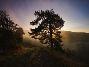 Preview wallpaper tree, fog, dawn, hills, landscape