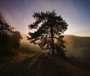 Preview wallpaper tree, fog, dawn, hills, landscape