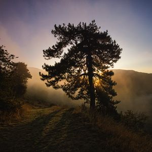 Preview wallpaper tree, fog, dawn, hills, landscape