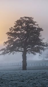 Preview wallpaper tree, fog, dawn, frost