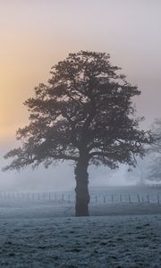 Preview wallpaper tree, fog, dawn, frost