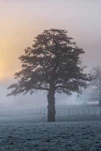 Preview wallpaper tree, fog, dawn, frost