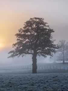 Preview wallpaper tree, fog, dawn, frost