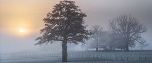 Preview wallpaper tree, fog, dawn, frost