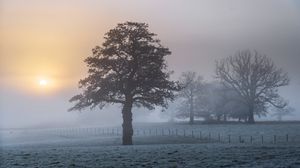 Preview wallpaper tree, fog, dawn, frost