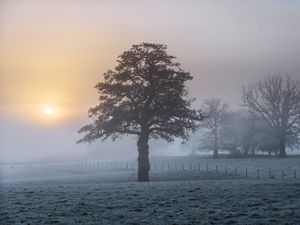Preview wallpaper tree, fog, dawn, frost