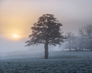 Preview wallpaper tree, fog, dawn, frost