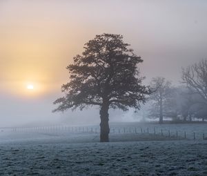 Preview wallpaper tree, fog, dawn, frost