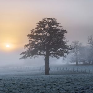 Preview wallpaper tree, fog, dawn, frost