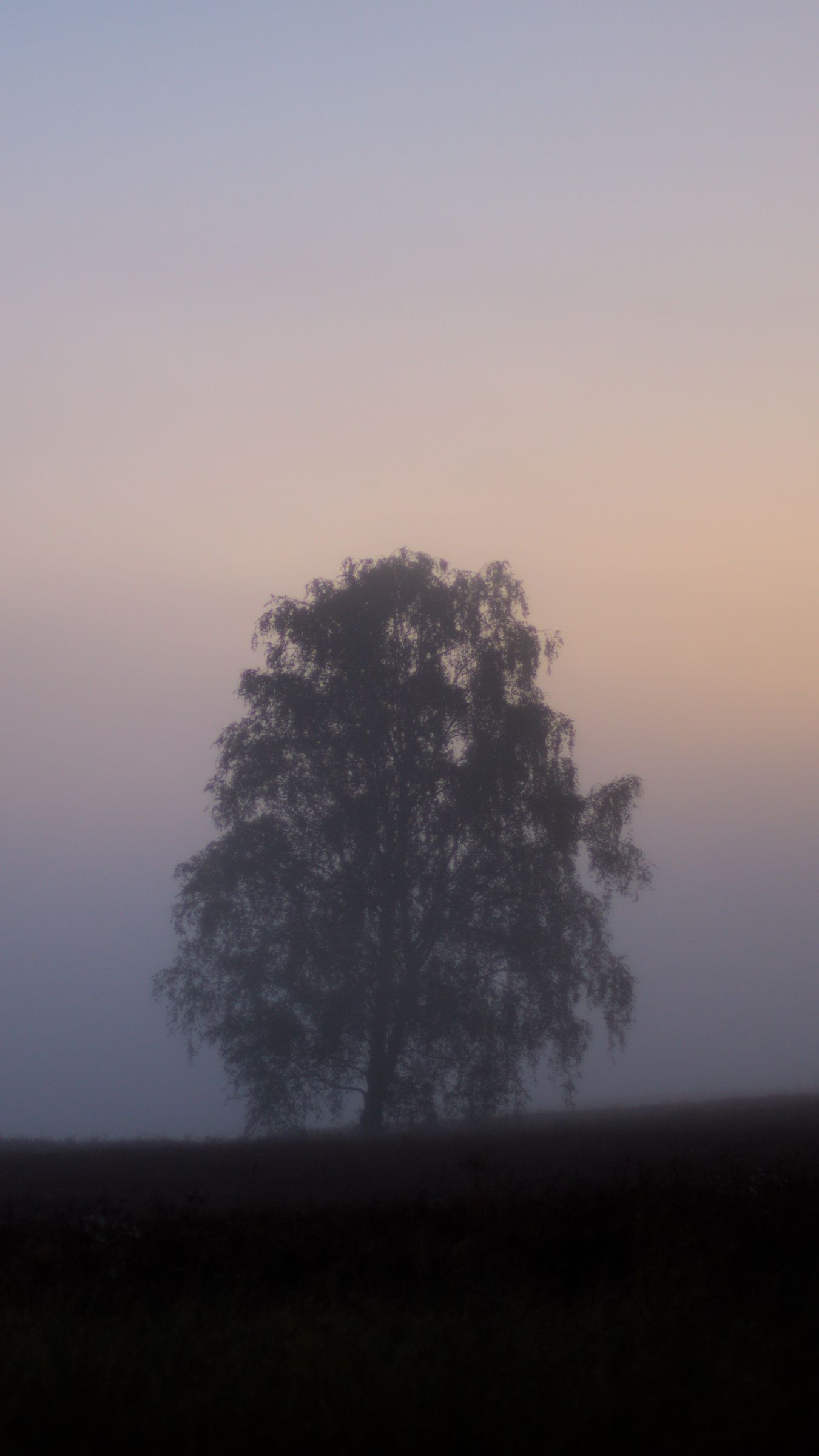 1350x2400 Wallpaper tree, fog, field, sunrise, nature