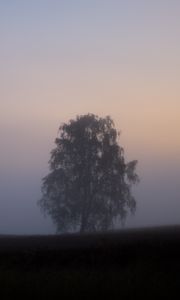 Preview wallpaper tree, fog, field, sunrise, nature