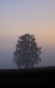 Preview wallpaper tree, fog, field, sunrise, nature