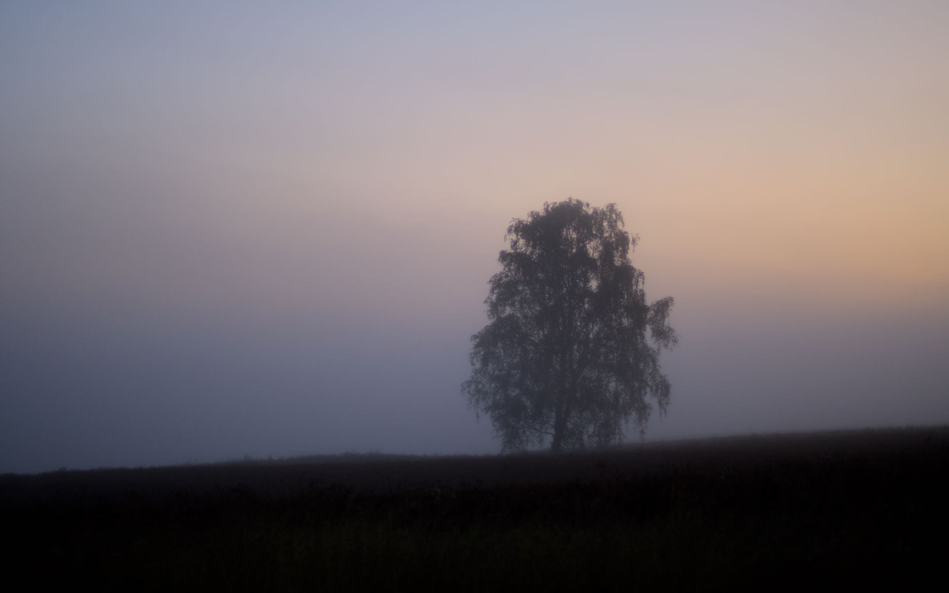 1920x1200 Wallpaper tree, fog, field, sunrise, nature
