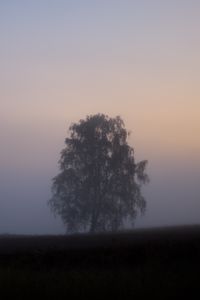 Preview wallpaper tree, fog, field, sunrise, nature