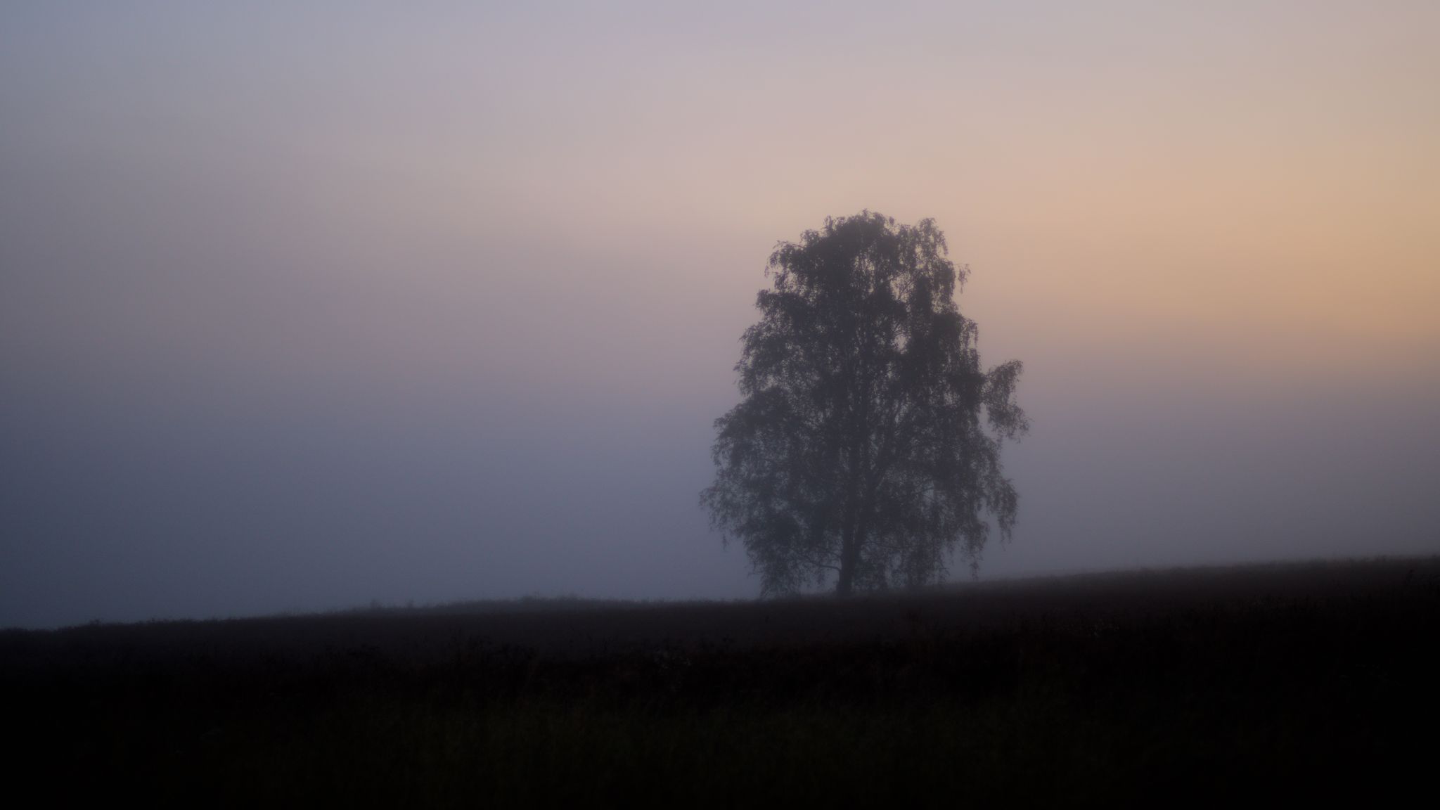 2048x1152 Wallpaper tree, fog, field, sunrise, nature